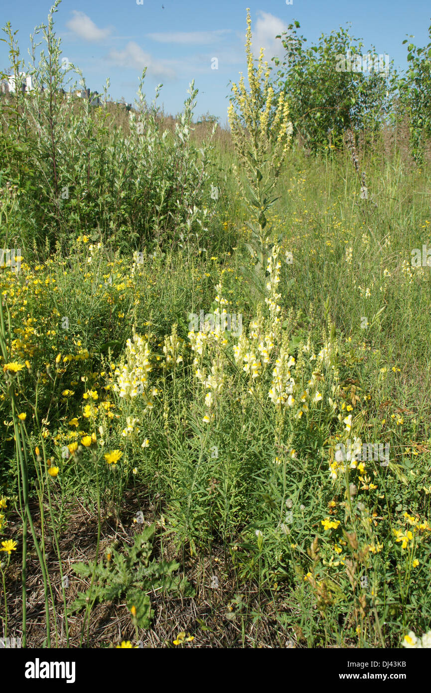 Common Toadflax Stock Photo