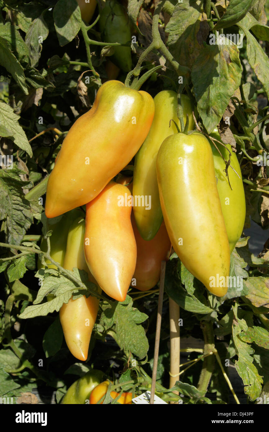 Solanum esculentum Cornabel, Tomate, tomato Stock Photo