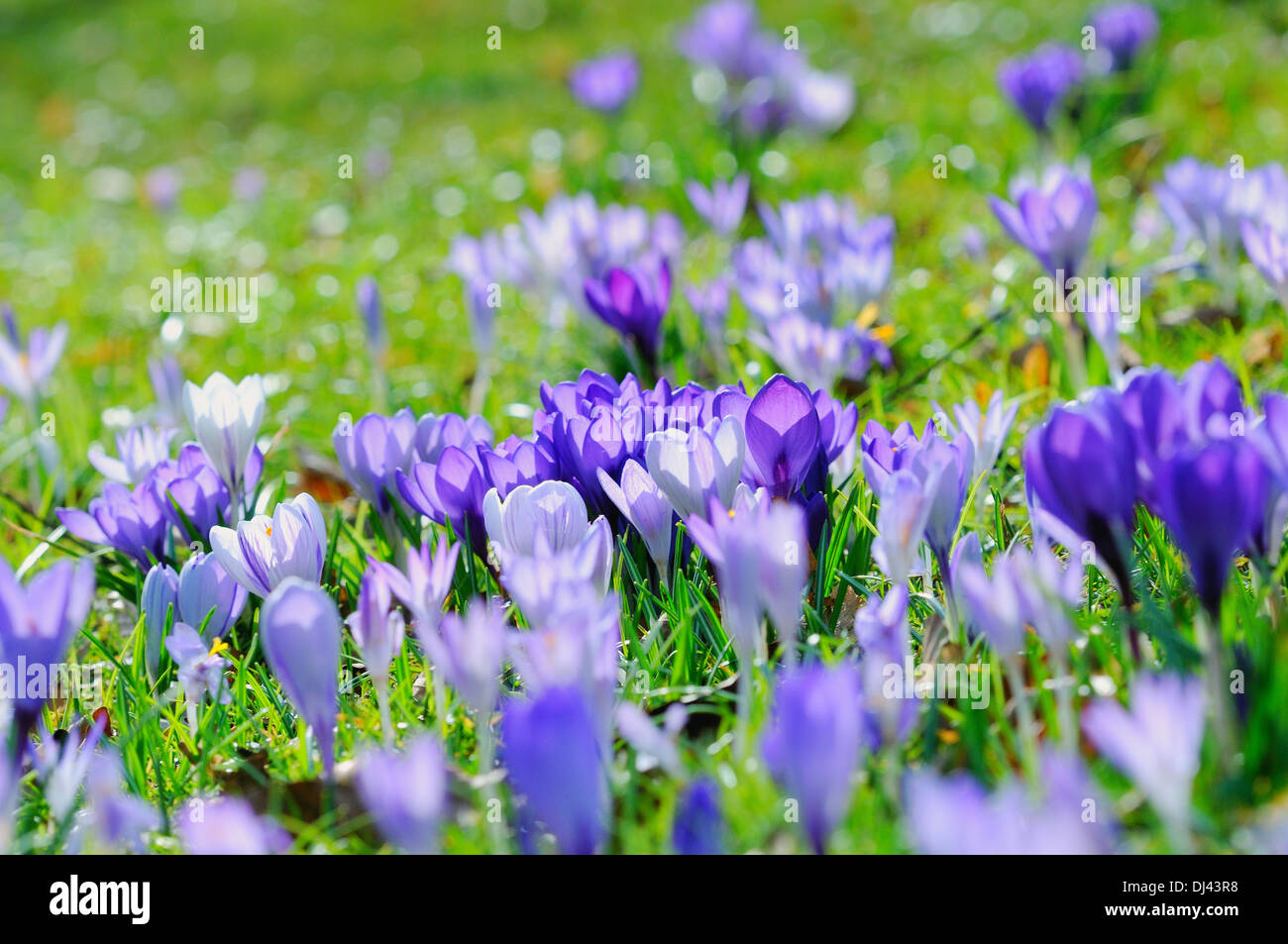 Krokssfeld hi-res stock photography and images - Alamy