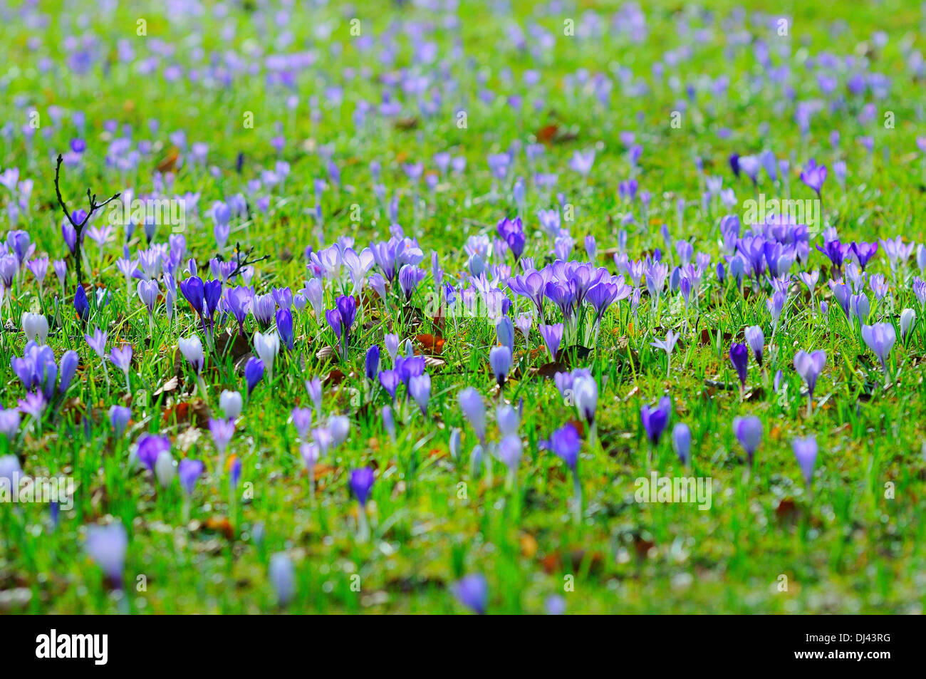 Flawers Hi Res Stock Photography And Images Alamy