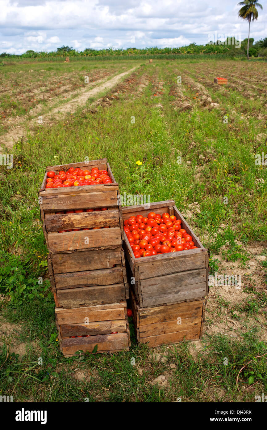 Tomatoes, Pinar del Rio, Cuba Stock Photo