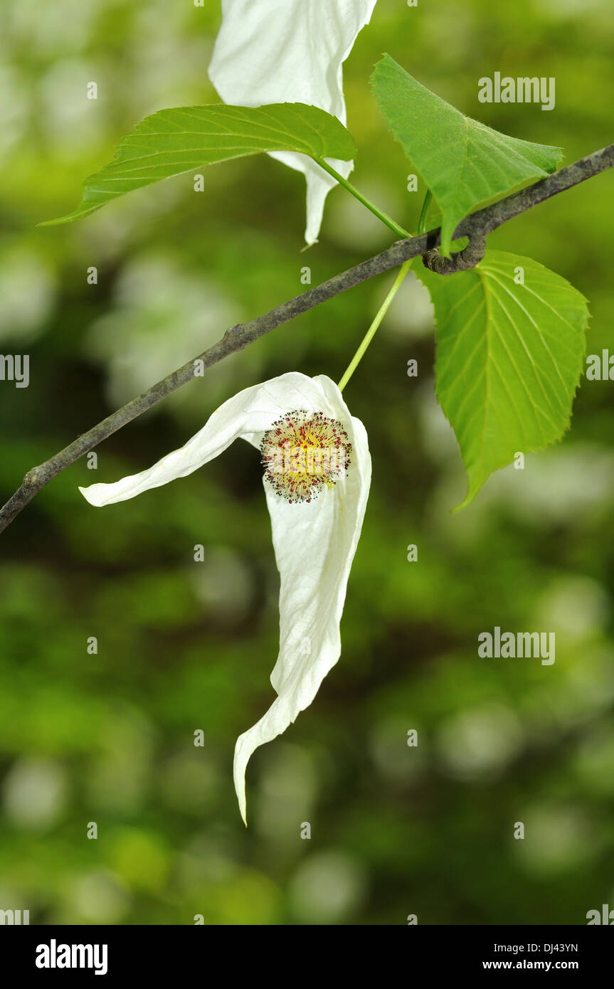 Flower of a Handkerchief tree Stock Photo