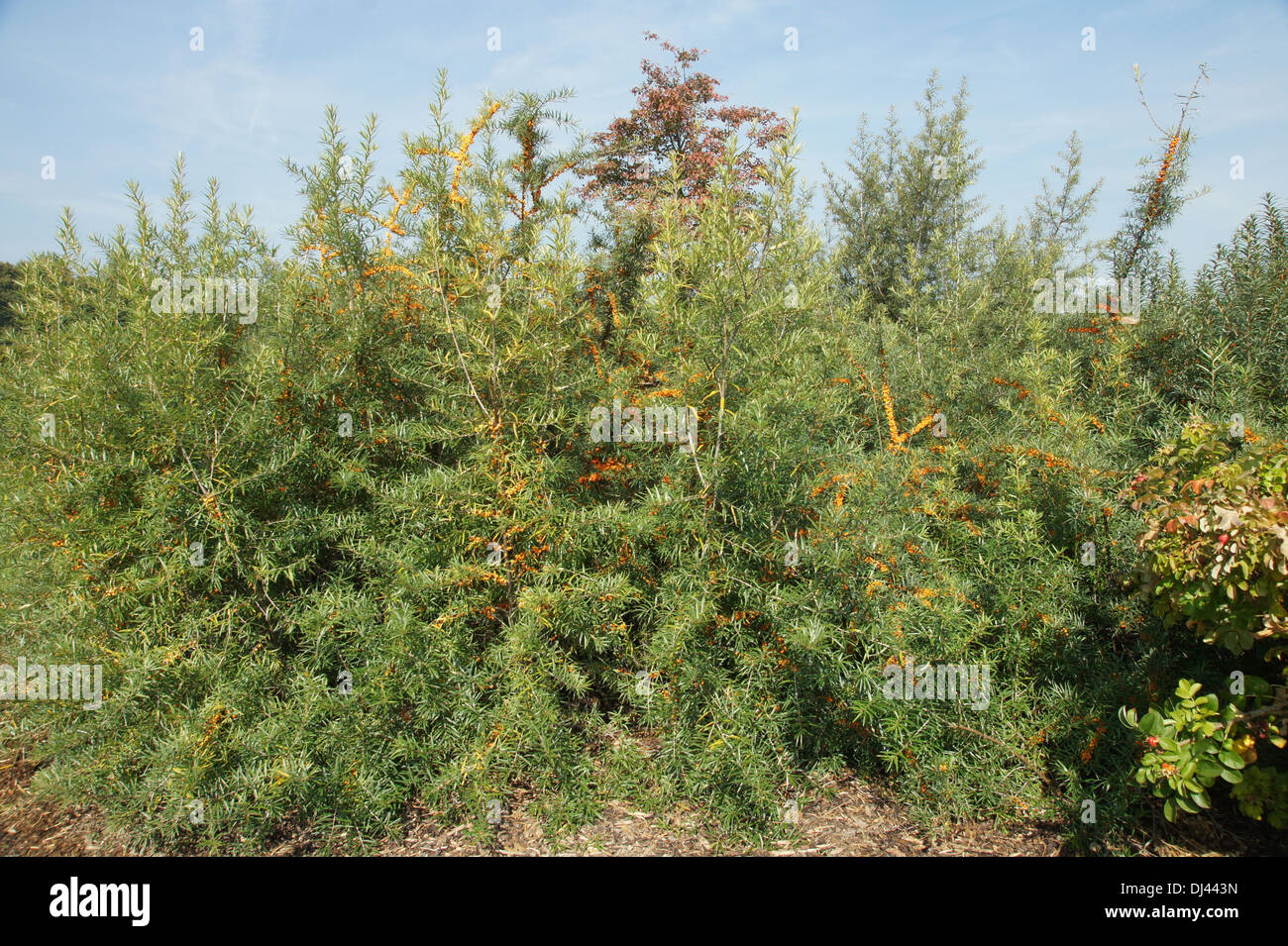 Hippophae rhamnoides, Sanddorn, sea buckthorn Stock Photo