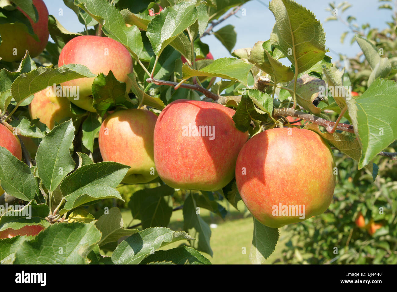 Malus Domestica Jonagold Apple Tree edu.svet.gob.gt