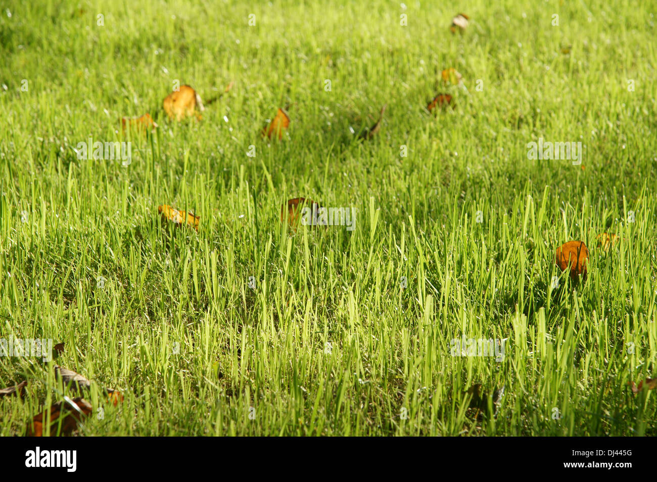 Rasen, lawn Stock Photo