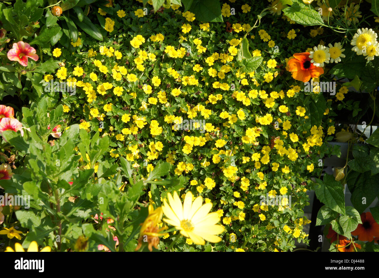 Mecardonia procumbens Stock Photo