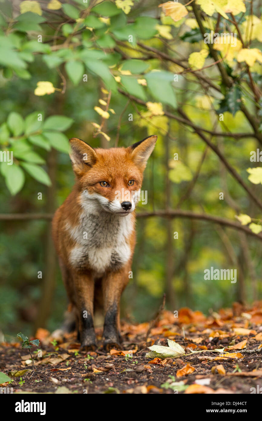 Male UK Red Fox in the wild surrounded by trees and fallen autumn ...