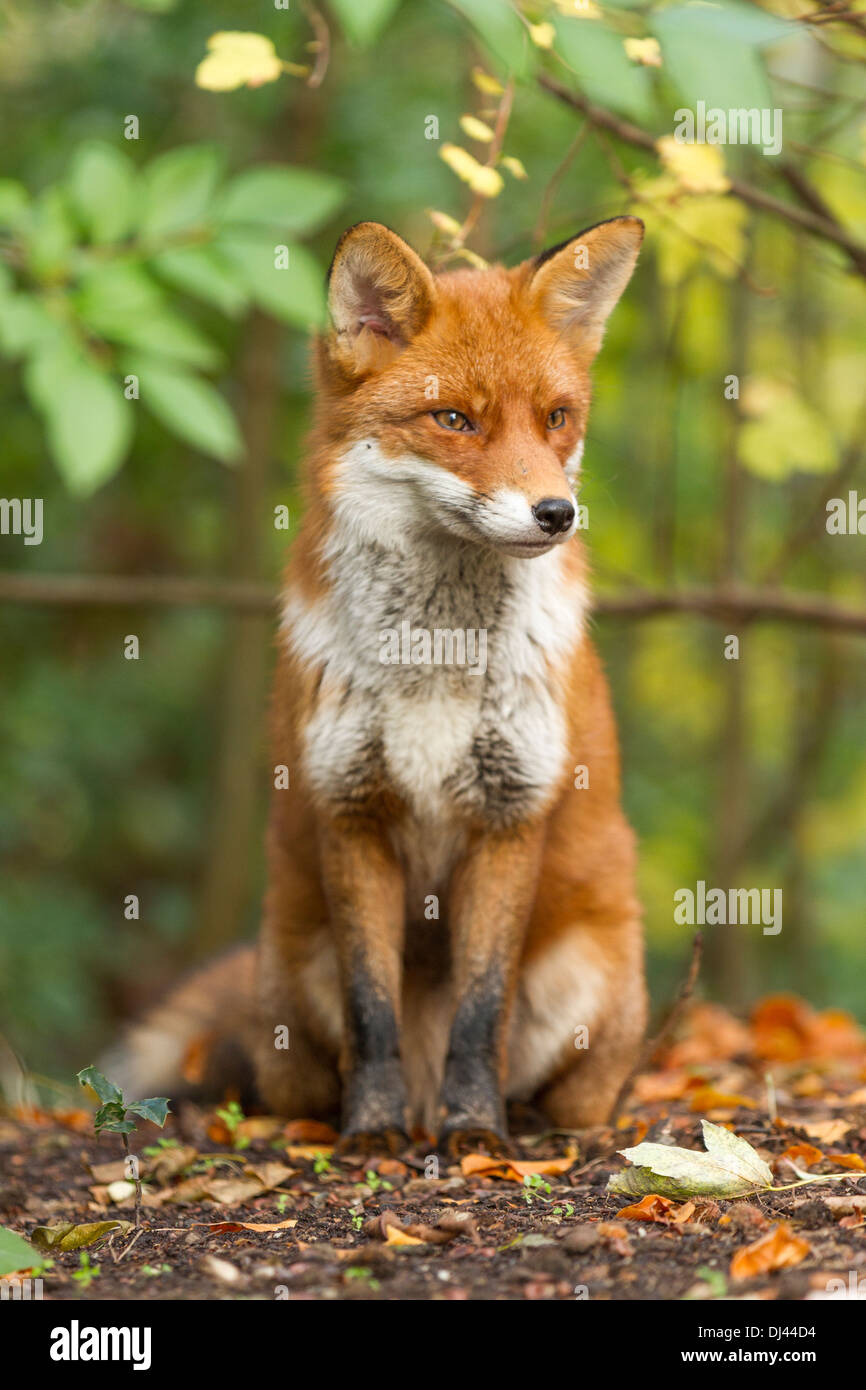 Male UK Red Fox sitting in the wild surrounded by trees and fallen autumn leaves. Stock Photo