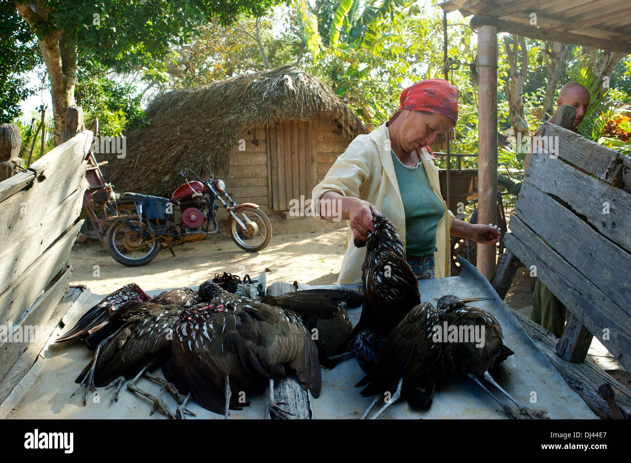Farmer's wife, Pinar del Rio, Cuba Stock Photo