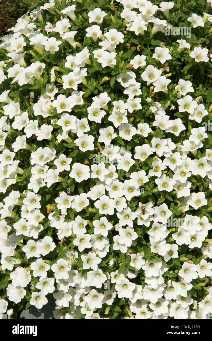 Petunia Table White, Petunie Stock Photo - Alamy
