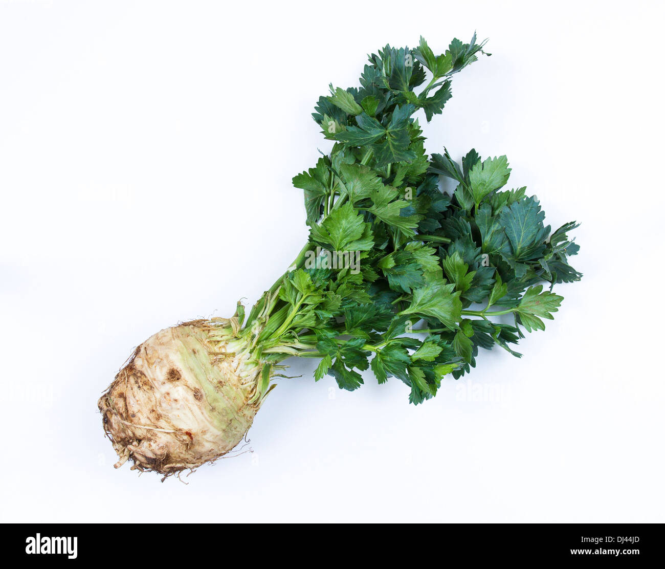 Celeriac with leaves on a white background. Stock Photo