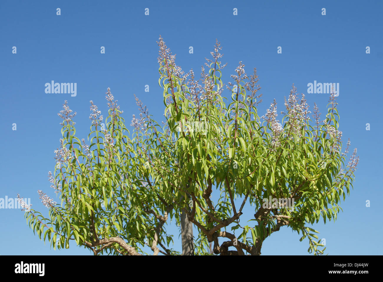 Lemon Verbena Stock Photo