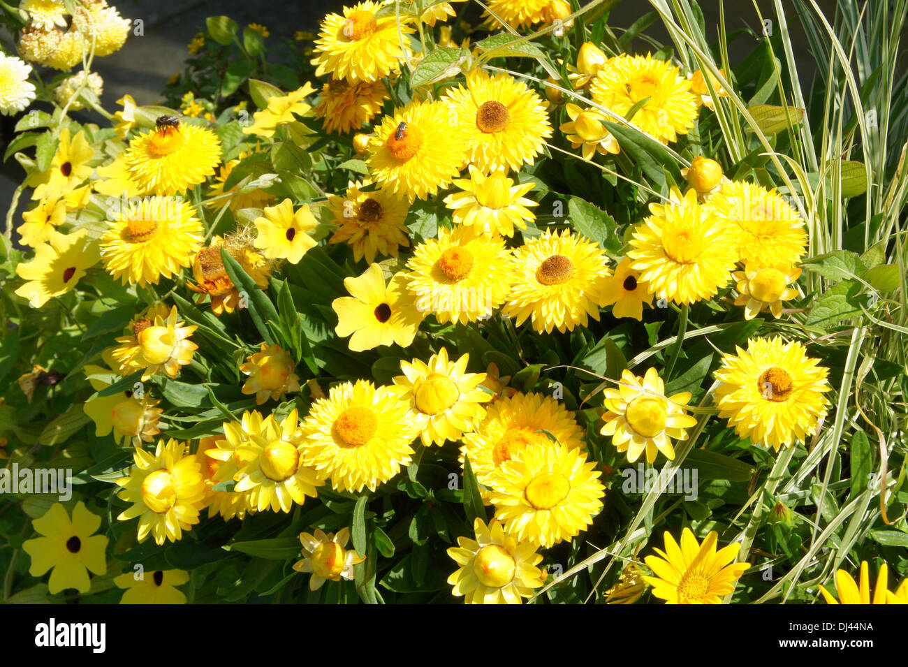 Everlasting Daisy Stock Photo Alamy