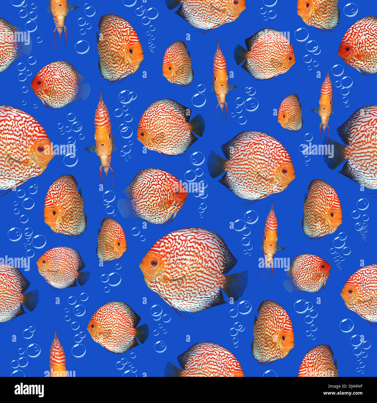 Checkerboard Discus fish in aquarium as a seamless background Stock Photo