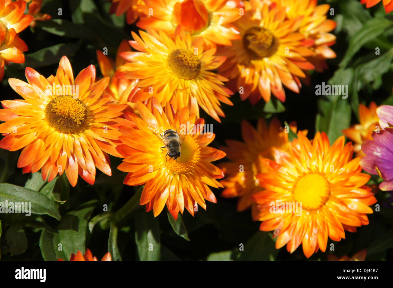 Breathtaking Everlasting Daisy Wallpaper Illustration Breathtaking Everlasting Daisy Wallpaper Illustration