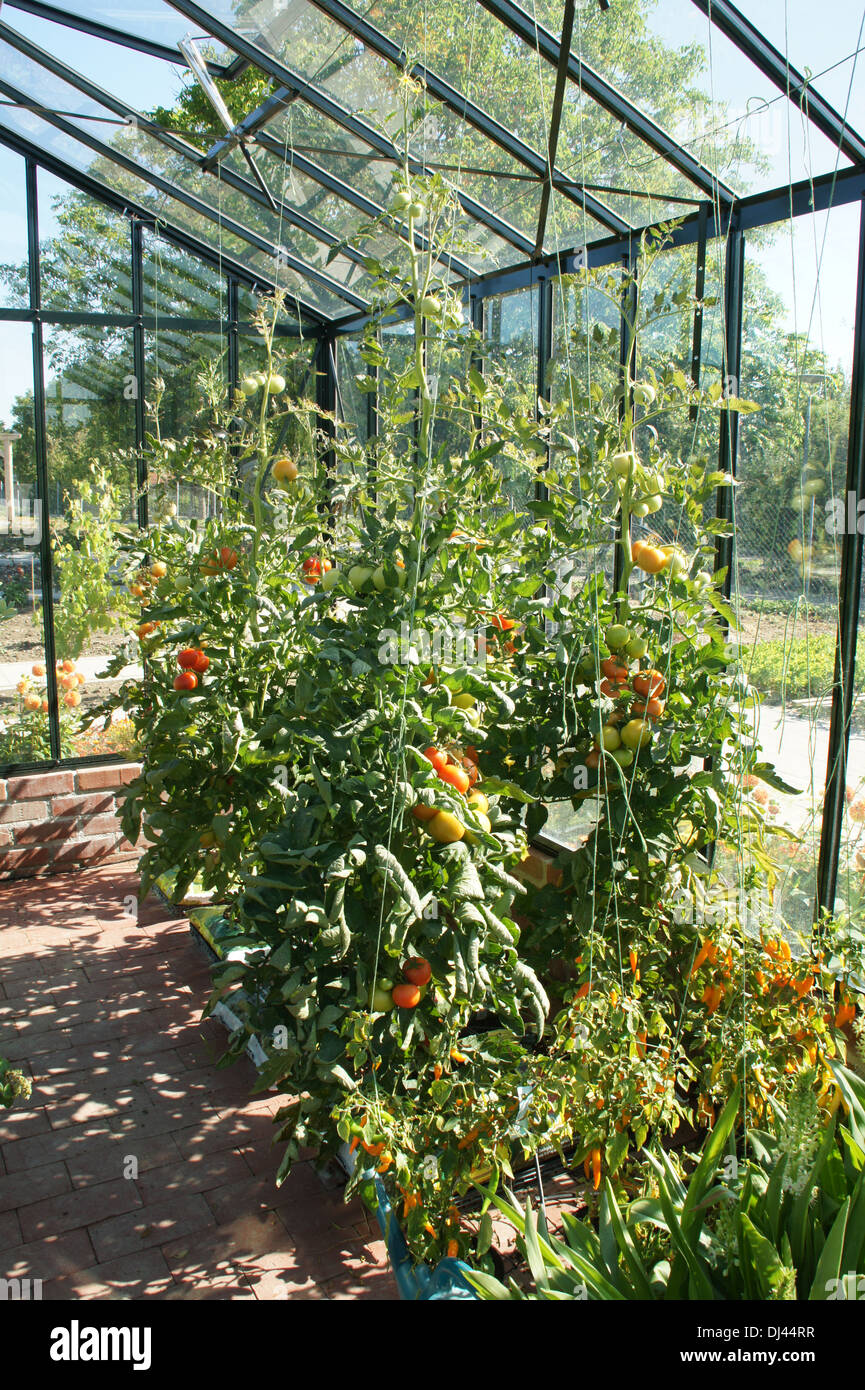 Tomatoes in Greenhouse Stock Photo