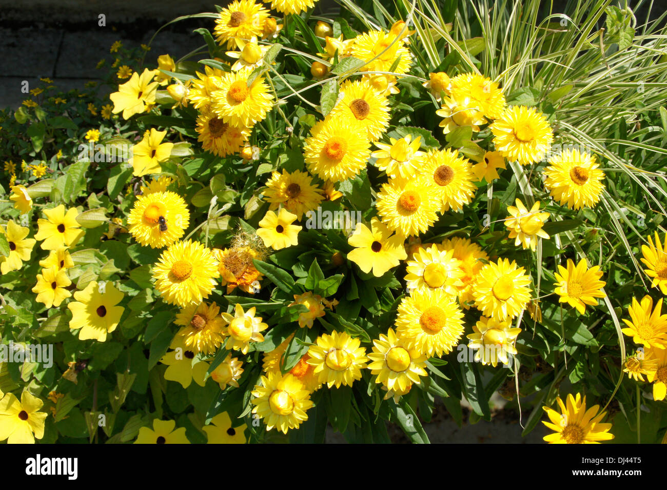 Mesmerizing Everlasting Daisy Photo Illustration Mesmerizing Everlasting Daisy Photo Illustration