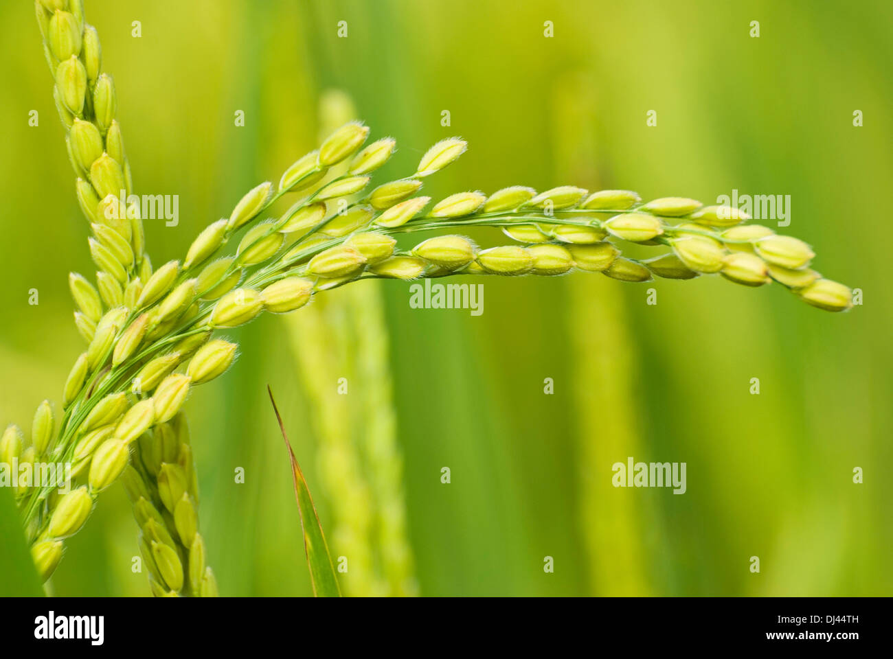 paddy rice harvest Stock Photo