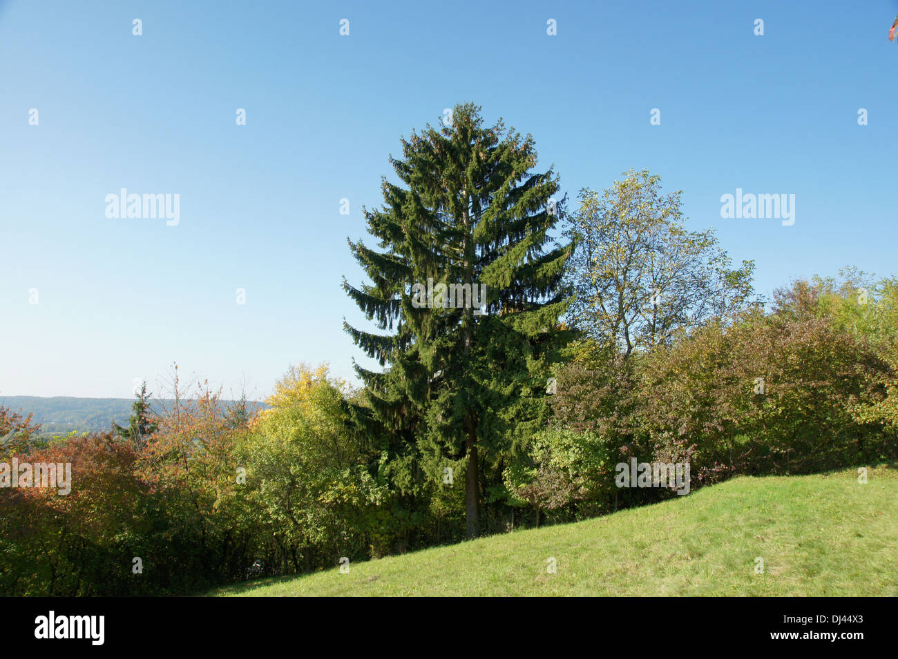 Picea abies, Waldfichte, spruce Stock Photo