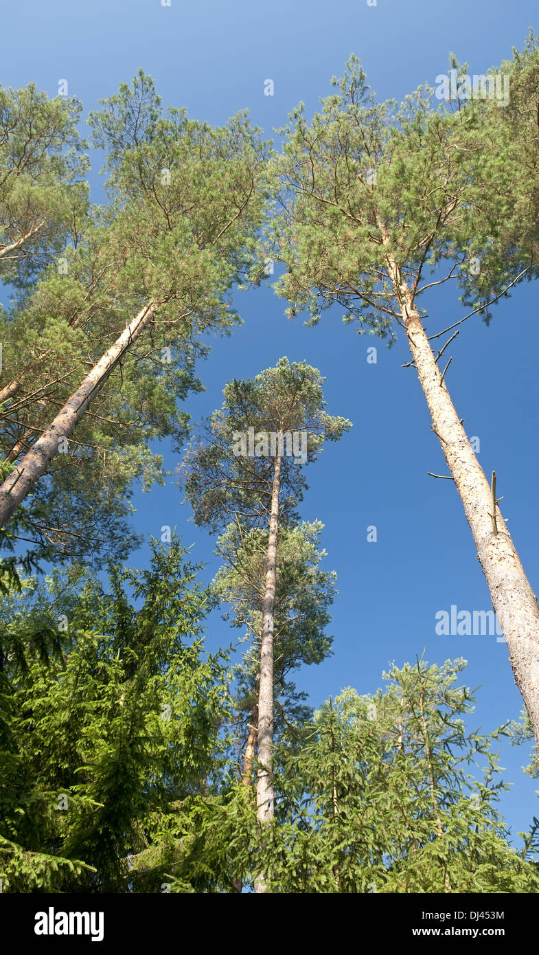 forest in the morning sun Stock Photo - Alamy