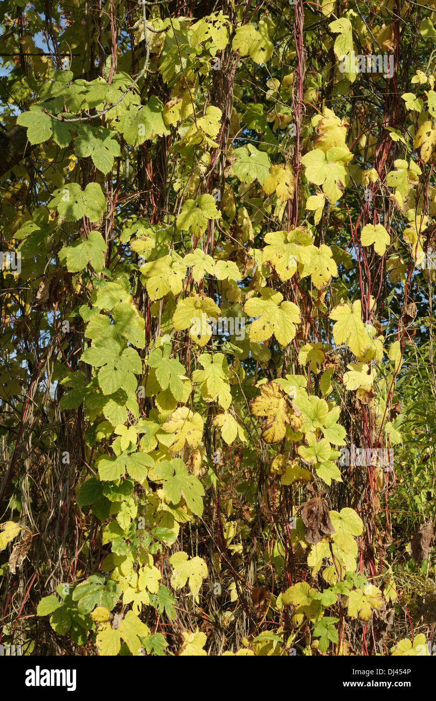 Humulus Lupulus Wilder Hopfen Wild Hop Stock Photo 62786774 Alamy