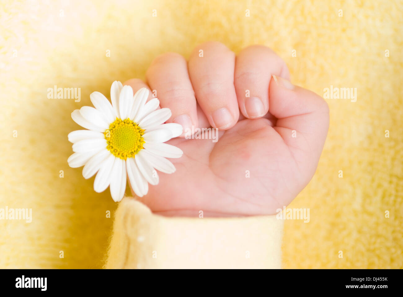 Little child hand daisy flower hi-res stock photography and images ...