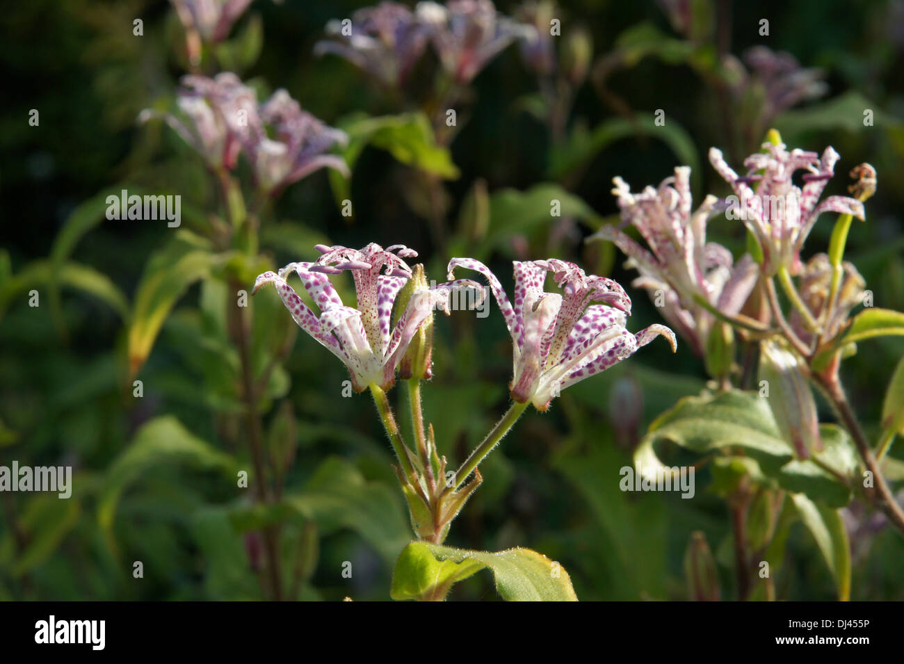 Tricyrtis hirta, Japanische Krötenlilie Stock Photo