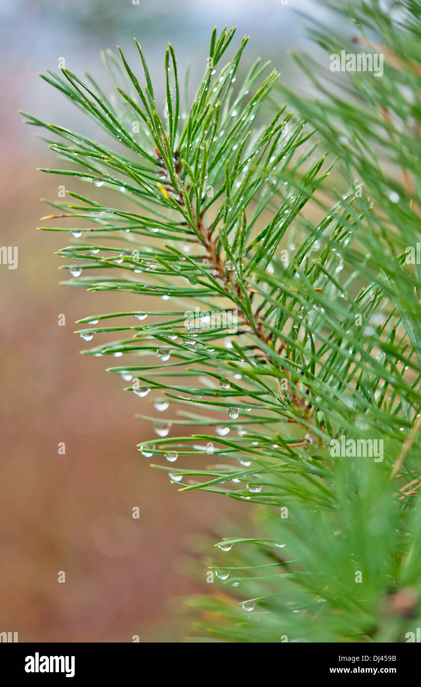 pine needles and dew drops Stock Photo