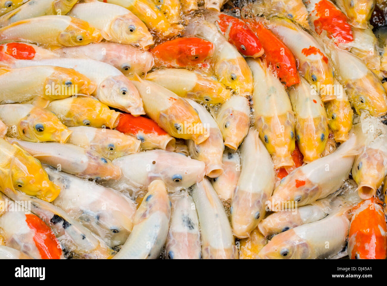 Koikarpfen im Gartenteich bei der Fuetterung Stock Photo Alamy