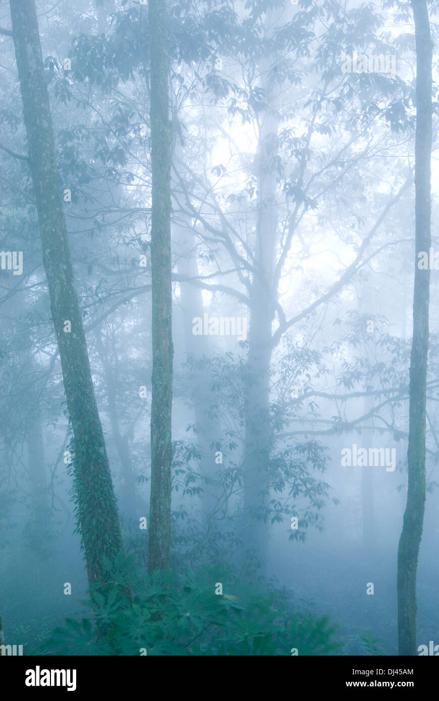 pine tree forest with fog Stock Photo - Alamy