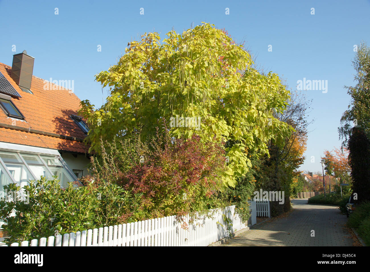 Catalpa bignonioides, Trompetenbaum, catawpa Stock Photo