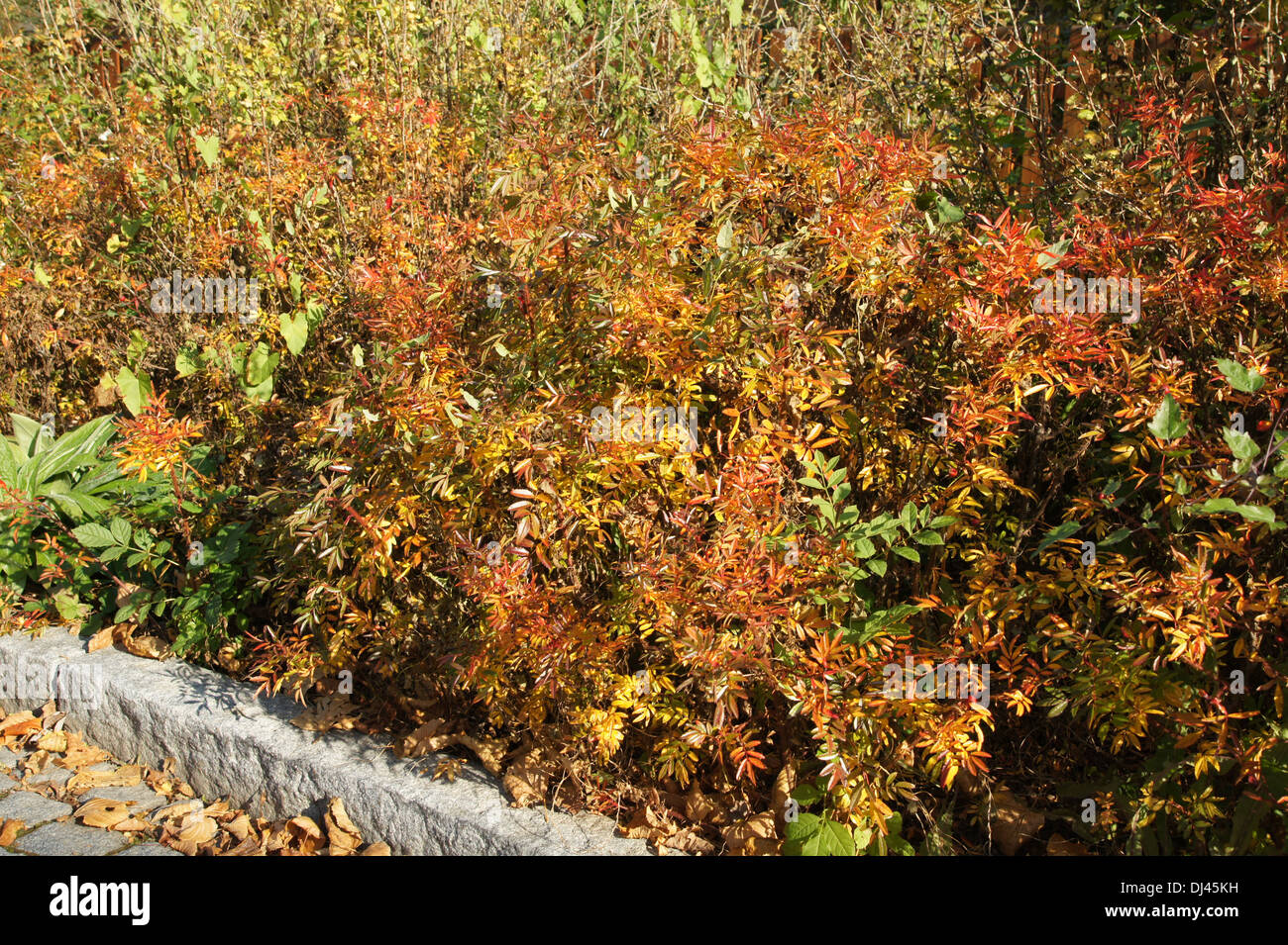 Rosa nitida, Glanzrose, shining rose Stock Photo - Alamy