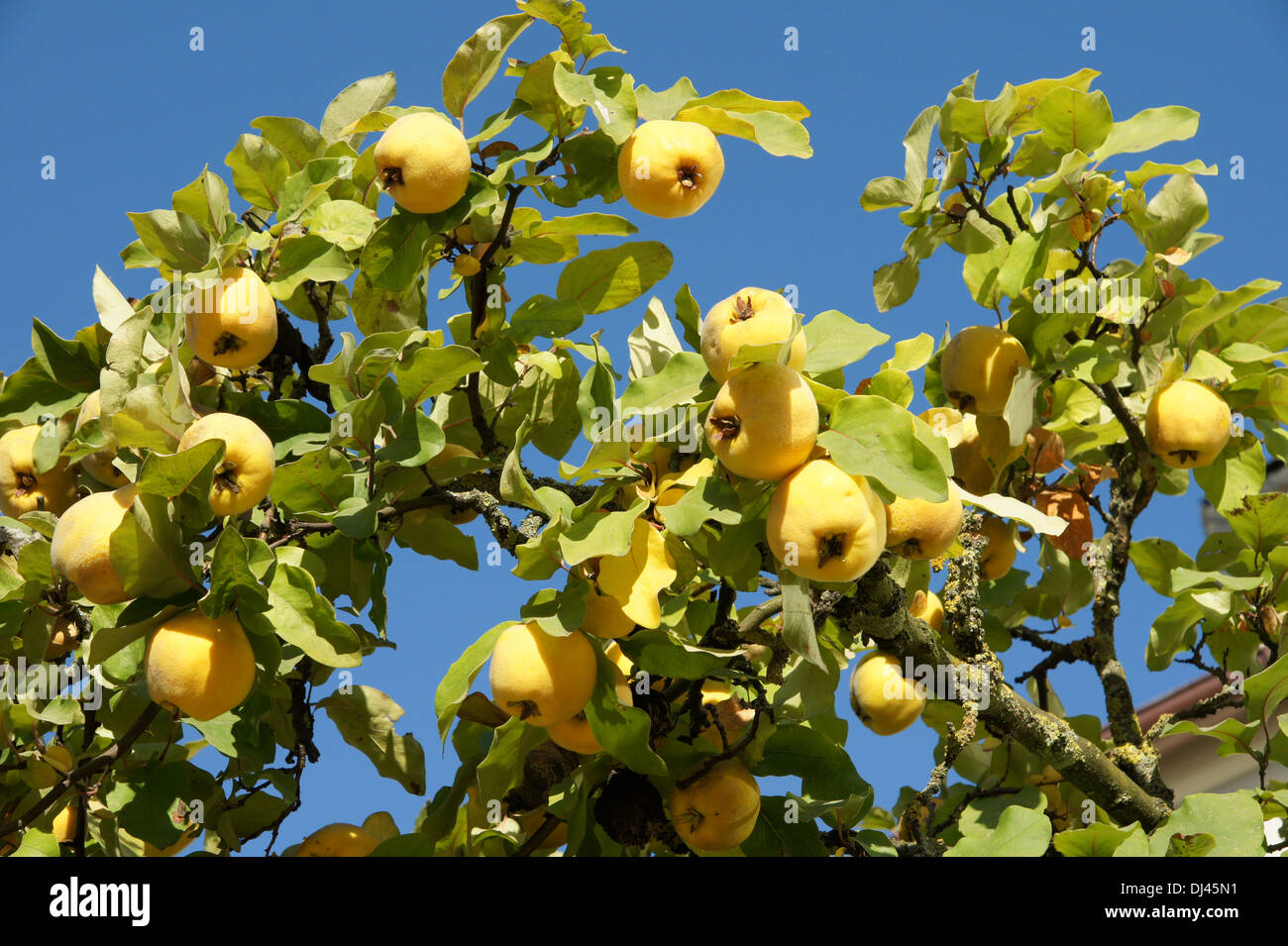 Cydonia oblonga, Quitte, quince Stock Photo