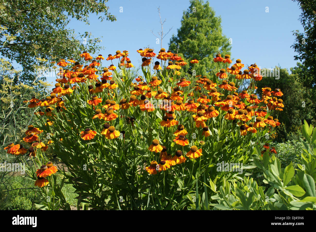 Sneezeweed Stock Photo