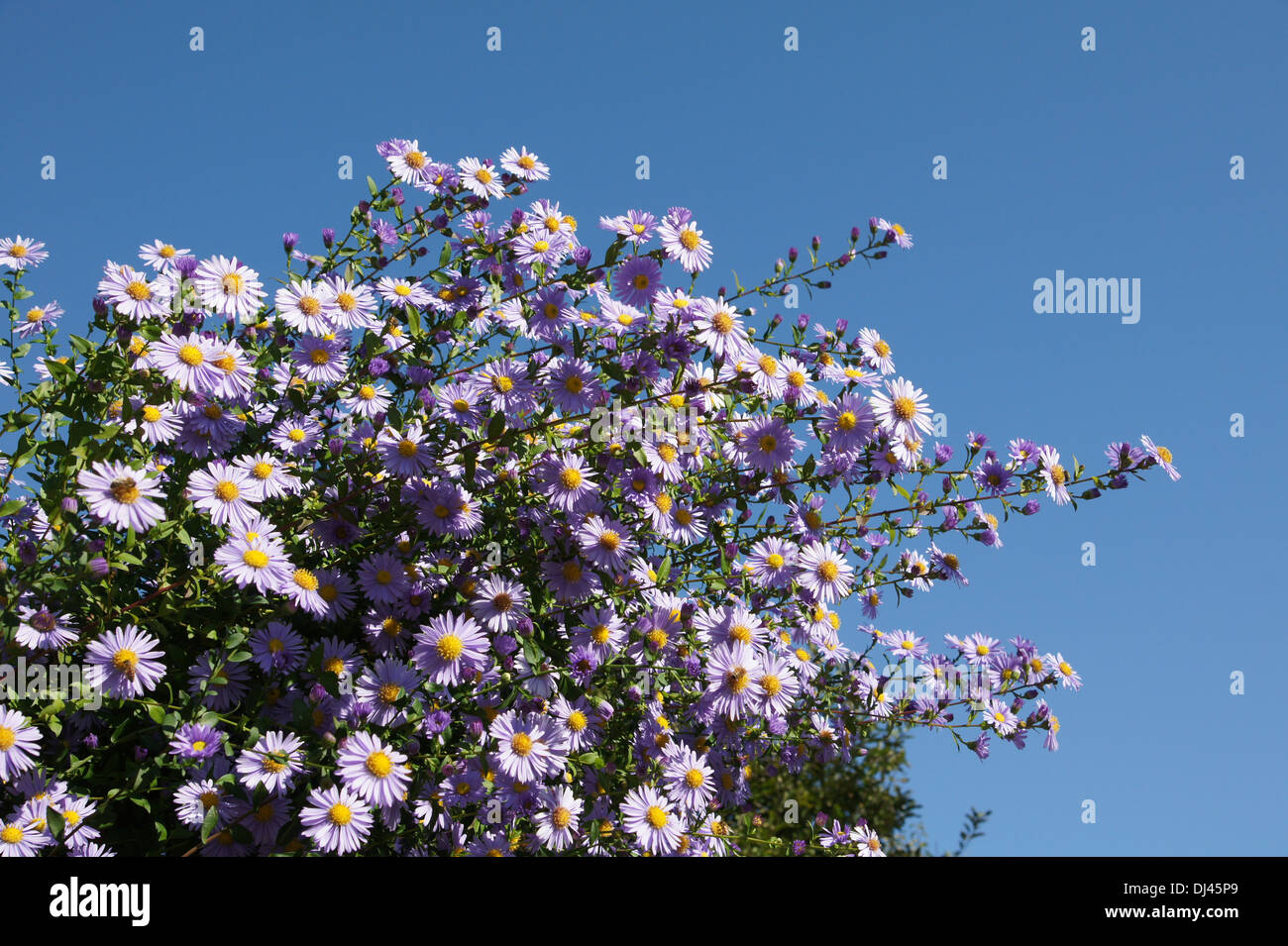 Astern Stock Photo - Alamy