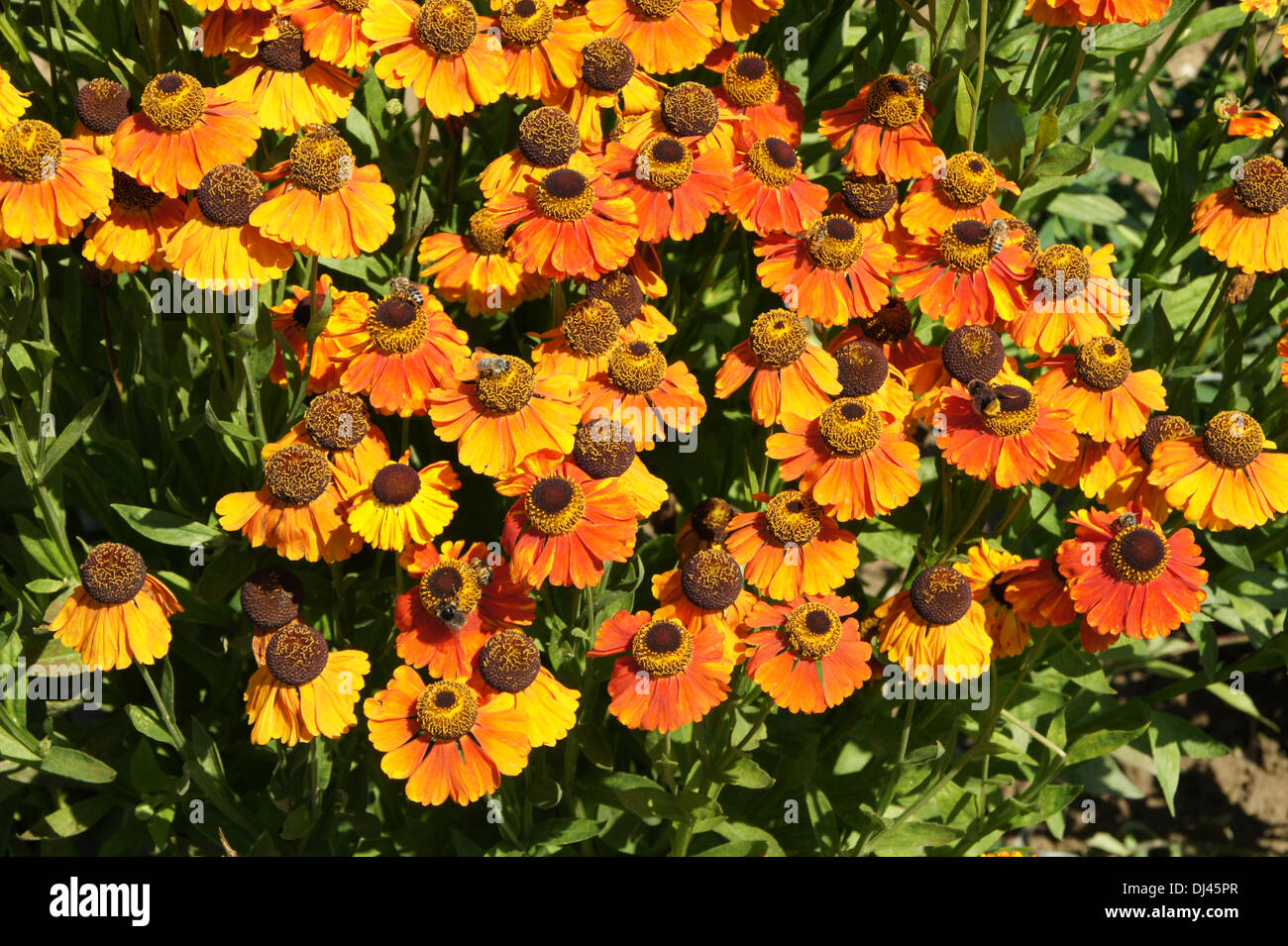 Sneezed Weed Stock Photo