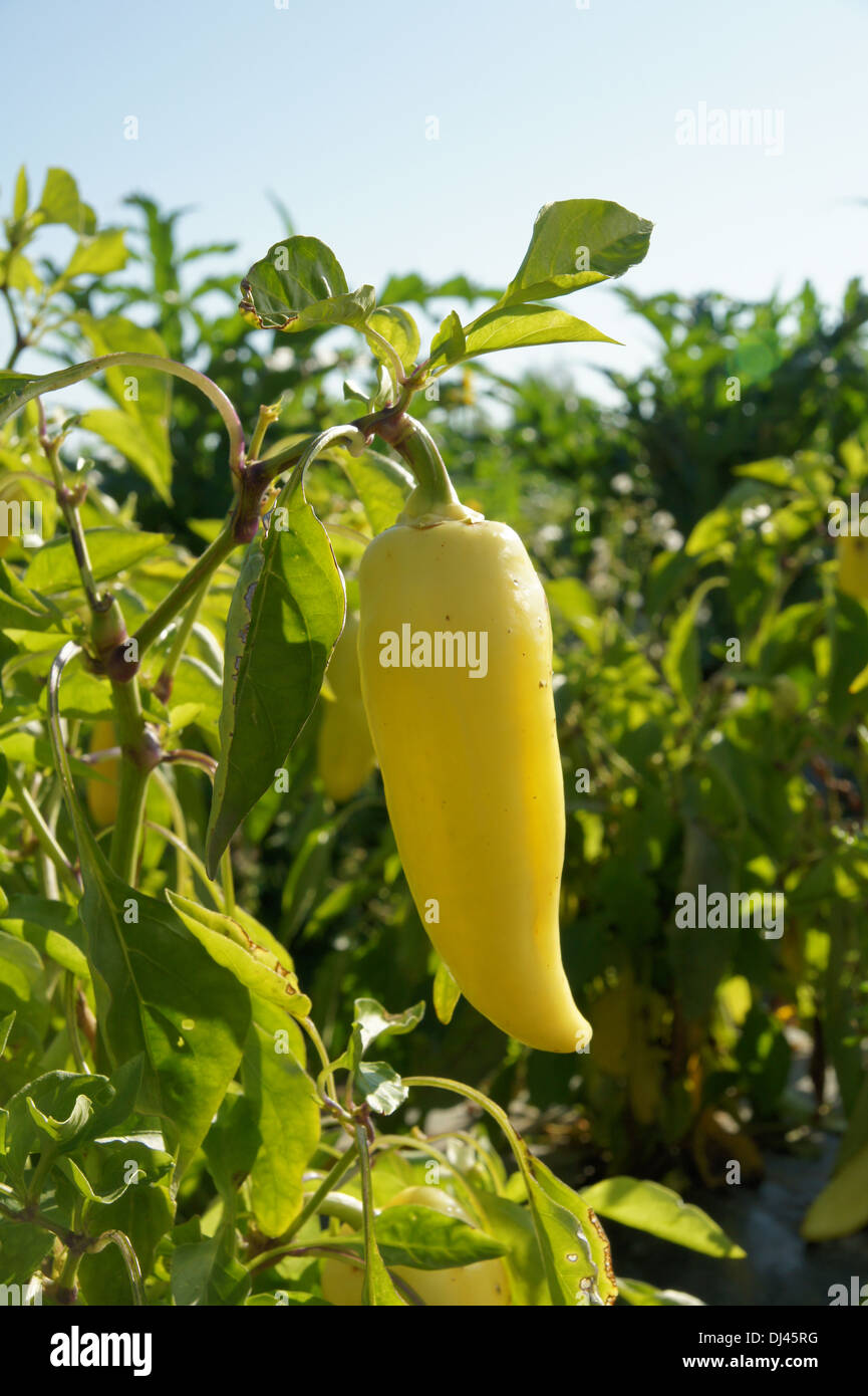 Capsicum annuum, Paprika, red pepper Stock Photo Alamy