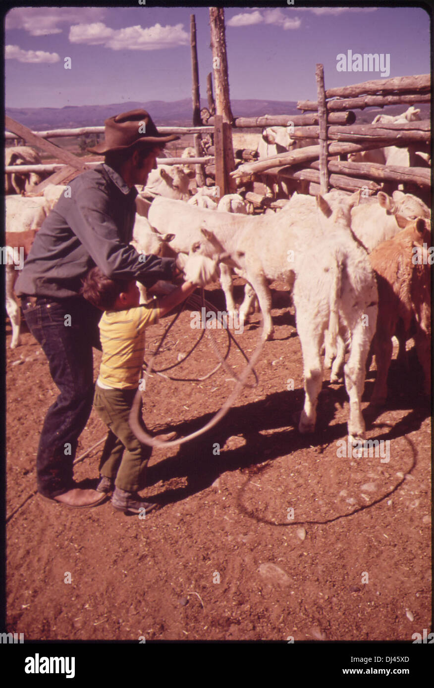 YOUNGSTER HELPS RANCH HAND WITH CALF-BRANDING 686 Stock Photo