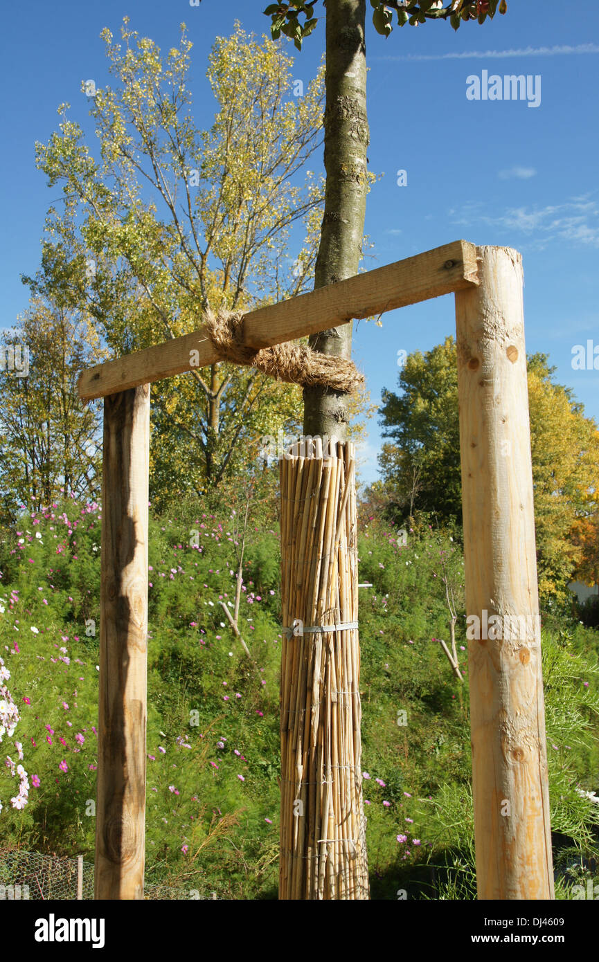 Baum pfählen, binden, Stammschutz Stock Photo