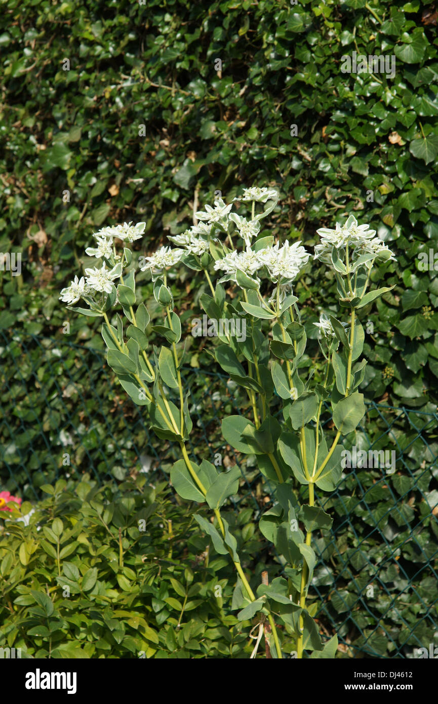 Euphorbia marginata, Schnee auf dem Berge Stock Photo