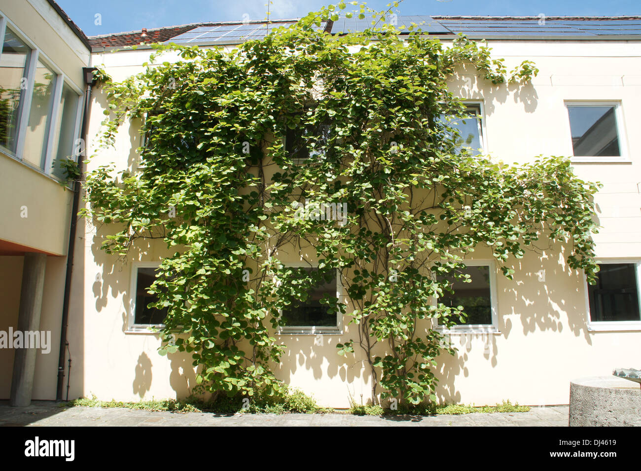 Kiwi Fruit Stock Photo