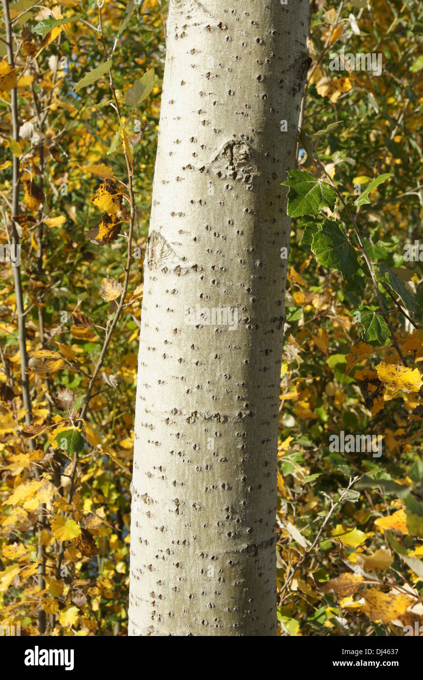 Populus tremula, Zitterpappel, aspen, Rinde Stock Photo