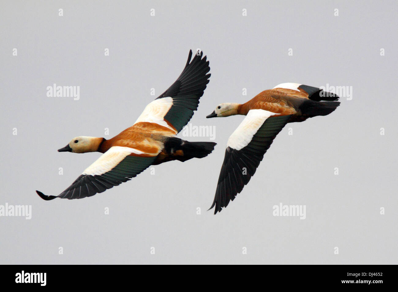 Shell Duck Flying Flying ruddy shelduck hi-res stock photography and images - Alamy