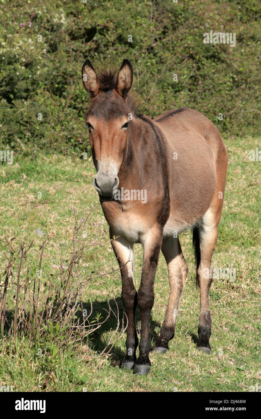 A brown mule in a farmers pasture on a farm in Cotacachi, Ecuador Stock Photo