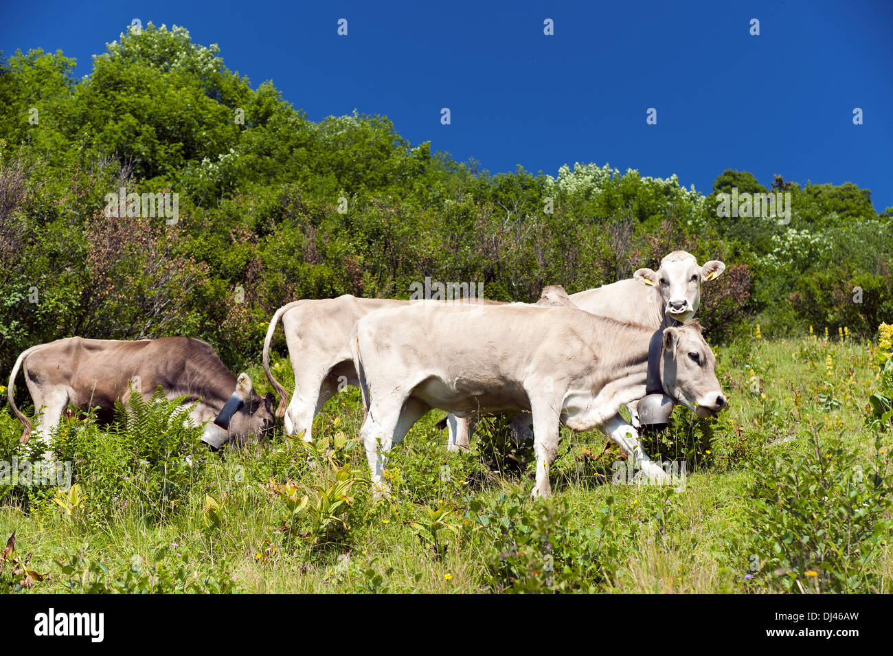 3 cows on the Alpe Stock Photo