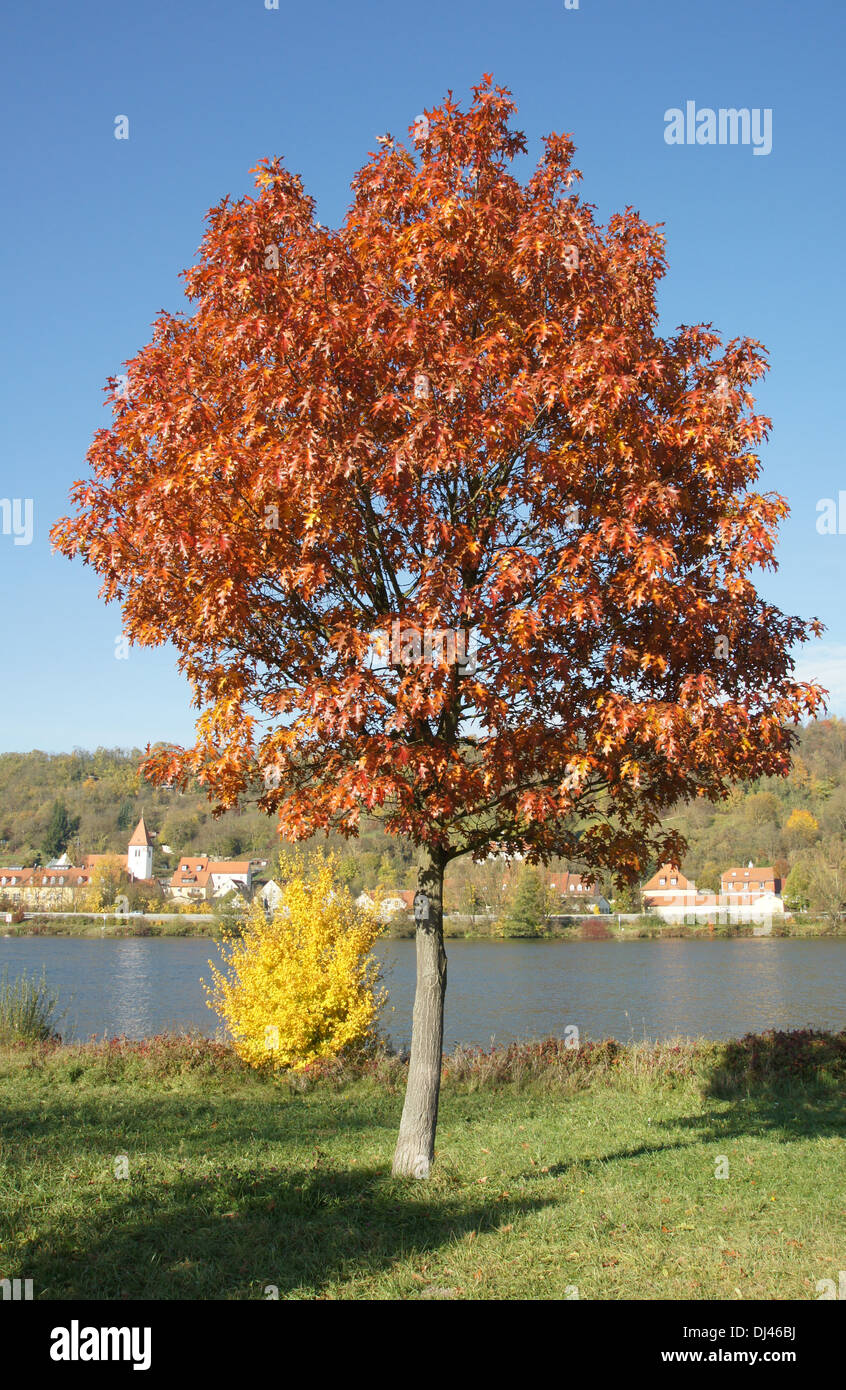 Quercus rubra, Roteiche, northern red oak Stock Photo
