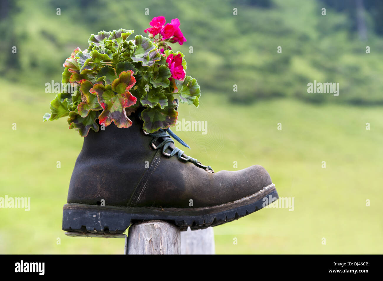 old shoe with flowers Stock Photo