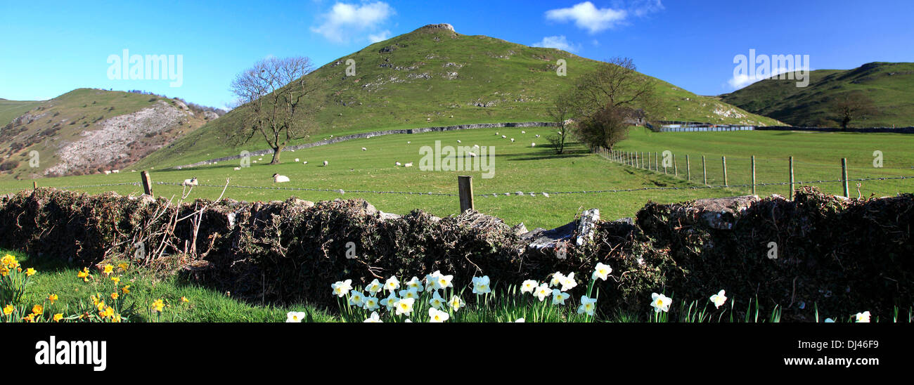 Spring Daffodils with Thorpe Cloud peak at the rear, Thorpe village