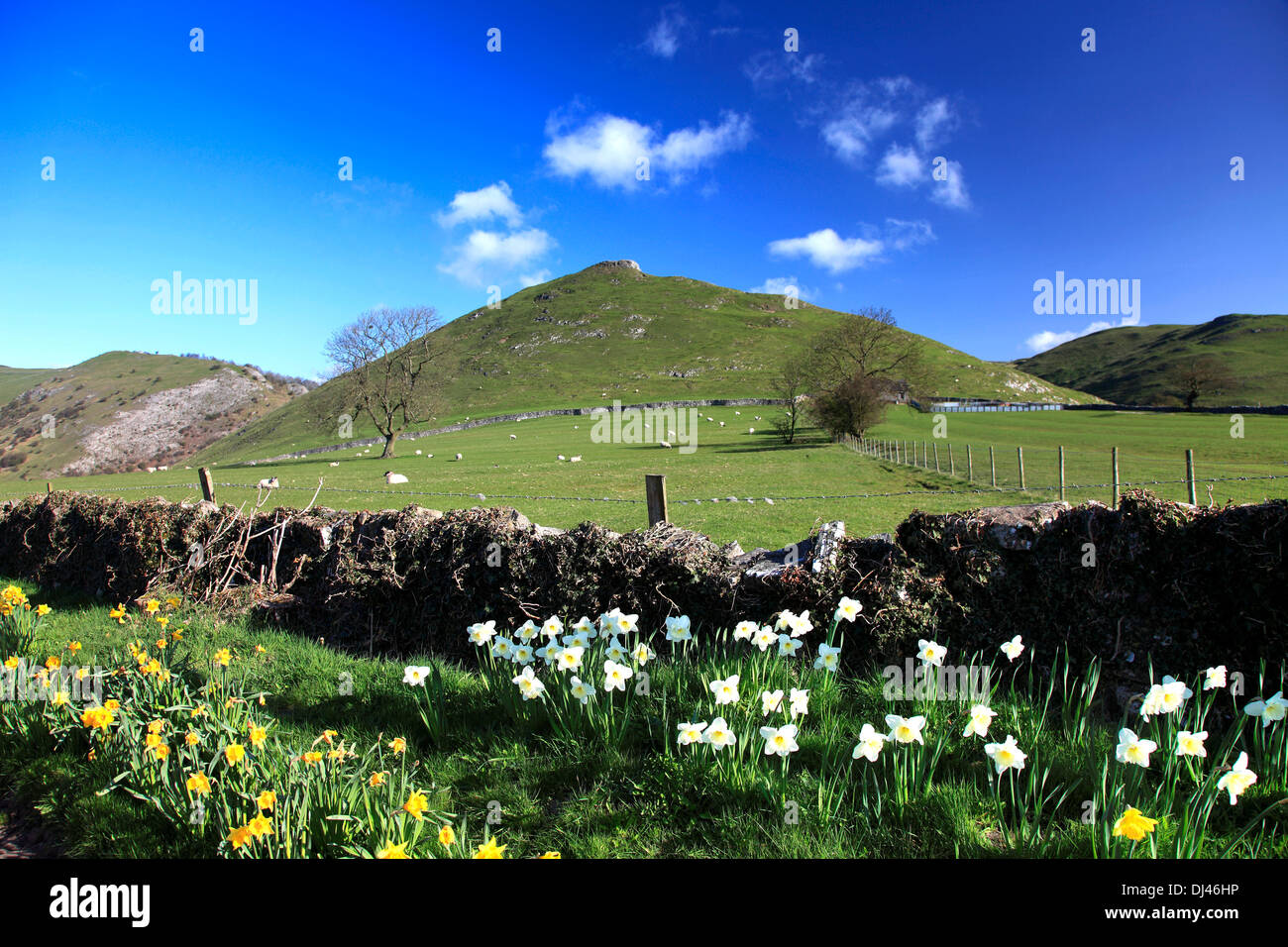 Spring Daffodils with Thorpe Cloud peak at the rear, Thorpe village