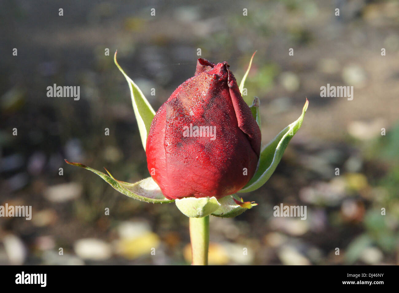 Rosa erotika hi-res stock photography and images - Alamy